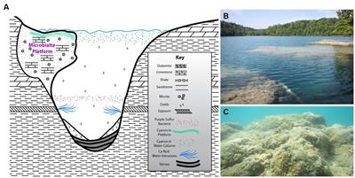 Transition from stromatolite to thrombolite fabric: potential role for reticulopodial protists in lake microbialites of a Proterozoic ecosystem analog